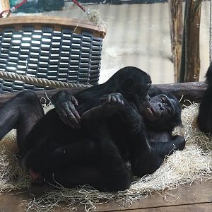 Bonobos (Pan paniscus), 2022-04-12