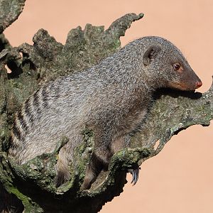 Banded mongoose (Mungos mungo), 2022-04-12