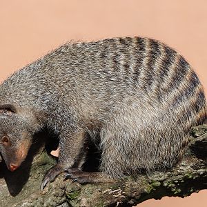 Banded mongoose (Mungos mungo), 2022-04-12