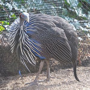 Vulturine guineafowl (Acryllium vulturinum), 2022-04-12