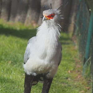 Secretary bird (Sagittarius serpentarius), 2022-04-12