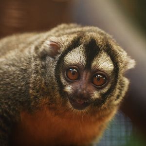 Azara night-monkey (Aotus azarae)