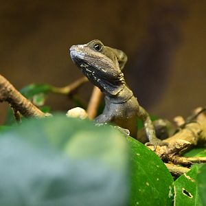 Basiliscus vittatus