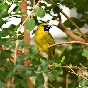 Yellow-green Grosbeak Caryothraustes canadensis