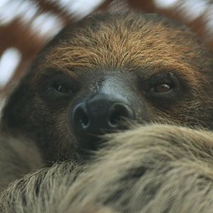 Two-toed sloth (Cholopeus didactylus)