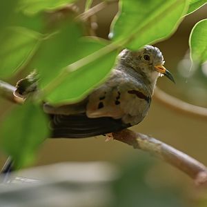 Croaking Ground-Dove Columbina cruziana