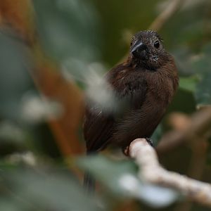 Blue-black Grosbeak Cyanoloxia cyanoides