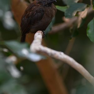 Blue-black Grosbeak Cyanoloxia cyanoides