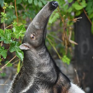 Giant anteater (Myrmecophaga tetradctyla)