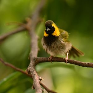 Cuban Grassquit Phonipara canora