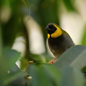 Cuban Grassquit Phonipara canora