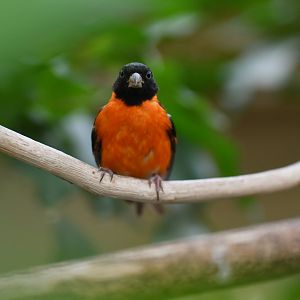 Red siskin (Spinus cucullatus)