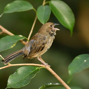 Blue-black Grassquit Volatinia jacarina