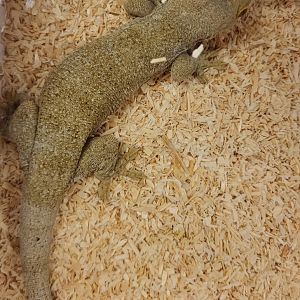 Blaesodactylus boivini