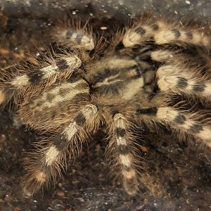 Poecilotheria formosa