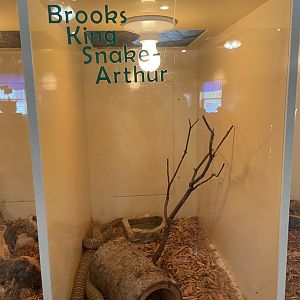 Brooks King Snake Exhibit