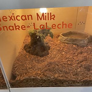 Mexican Milk Snake Exhibit