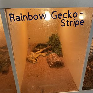 Rainbow Gecko Exhibit
