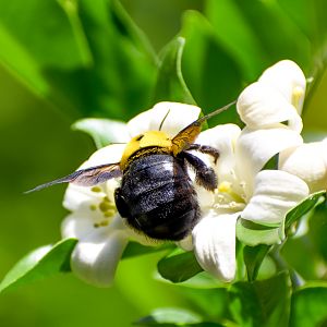 Australia's largest bee - Great Carpenter Bee