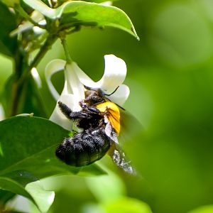 Australia's largest bee - Great Carpenter Bee