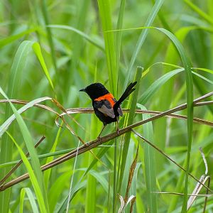 Red-backed Fairywren