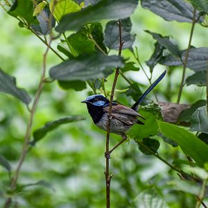 Superb Fairywren