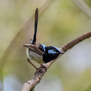 Superb Fairywren