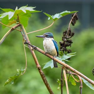 Sacred Kingfisher