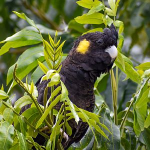 Yellow-tailed Black-Cockatoo