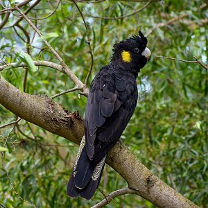 Yellow-tailed Black-Cockatoo