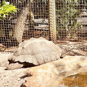 Galapagos Tortoise