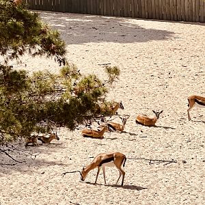 Thomson’s Gazelles