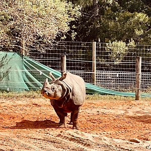 Greater One-horned Rhinoceros