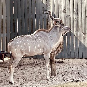 Greater Kudu