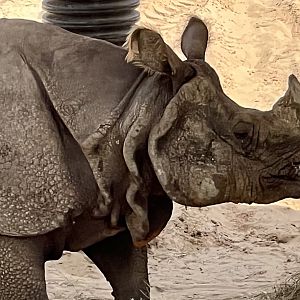 Greater-One Horned Rhinoceros