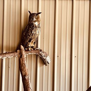Eurasian Eagle Owl