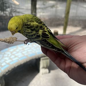 Budgie Feeding