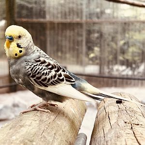 Budgerigar