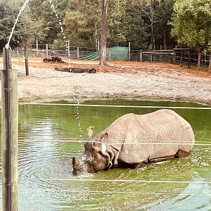 Greater One-horned Rhinoceros