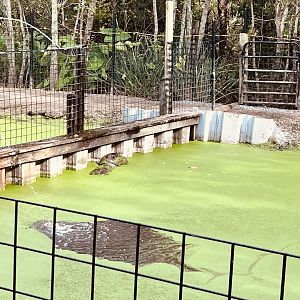 Pygmy Hippopotamus Habitat