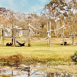 Western Lowland Gorilla Habitat