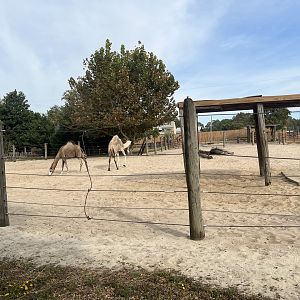 Dromedary Exhibit