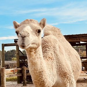 Dromedary