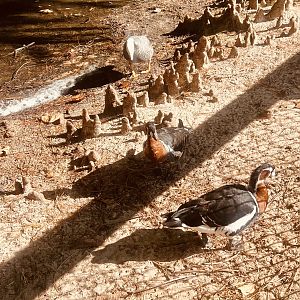 Emperor and Red-breasted Goose Exhibit
