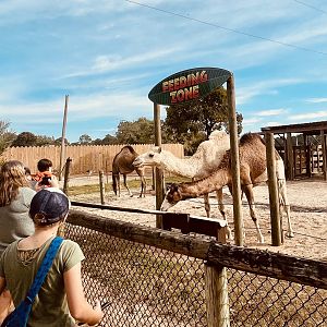 Dromedary Feeding