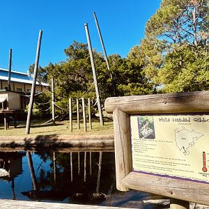 White-handed Gibbon Exhibit