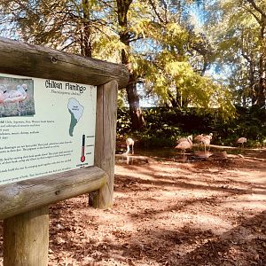 Chilean Flamingo Exhibit