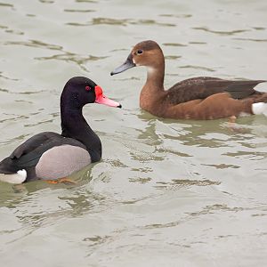 Rosy-billed Pochard / Watatunga / 27-11-22