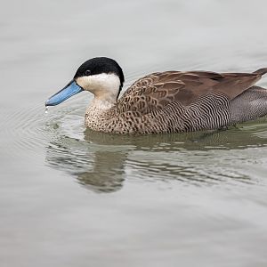 Blue-billed Teal / Watatunga / 27-11-22