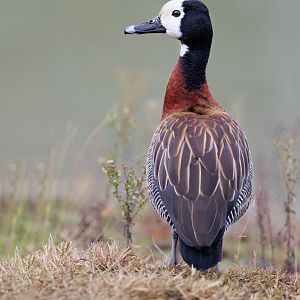 White-faced Whistling Duck / Watatunga / 27-11-22